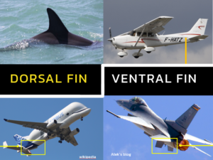 Dorsal and Ventral Fin