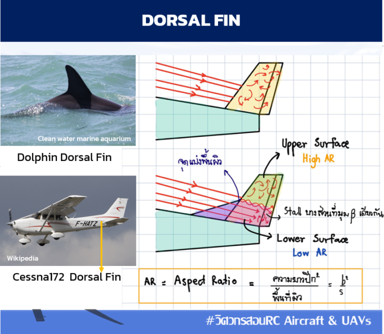 dorsal-fin-ventral-fin-aexotic-aerobotics